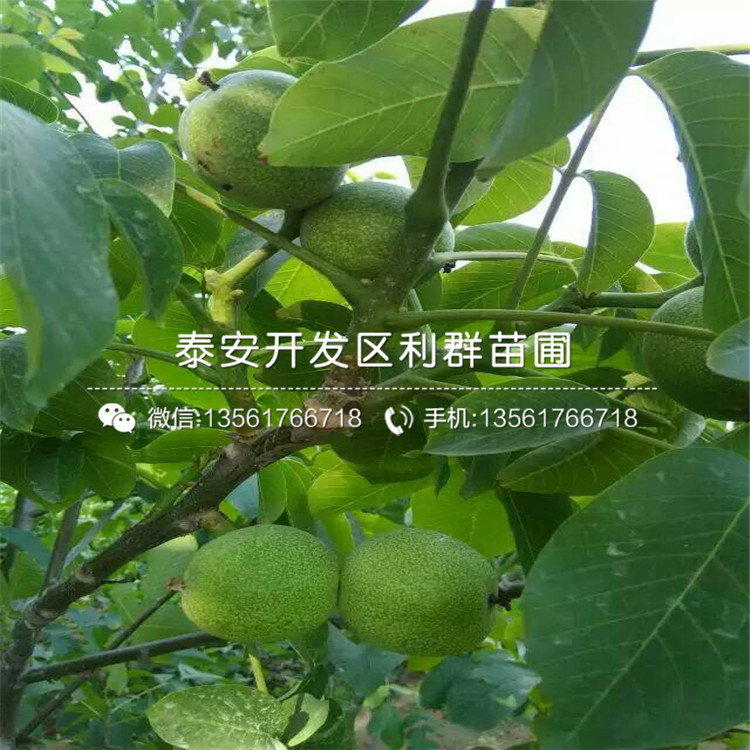 無核火晶柿子苗基地、2018年無核火晶柿子苗基地