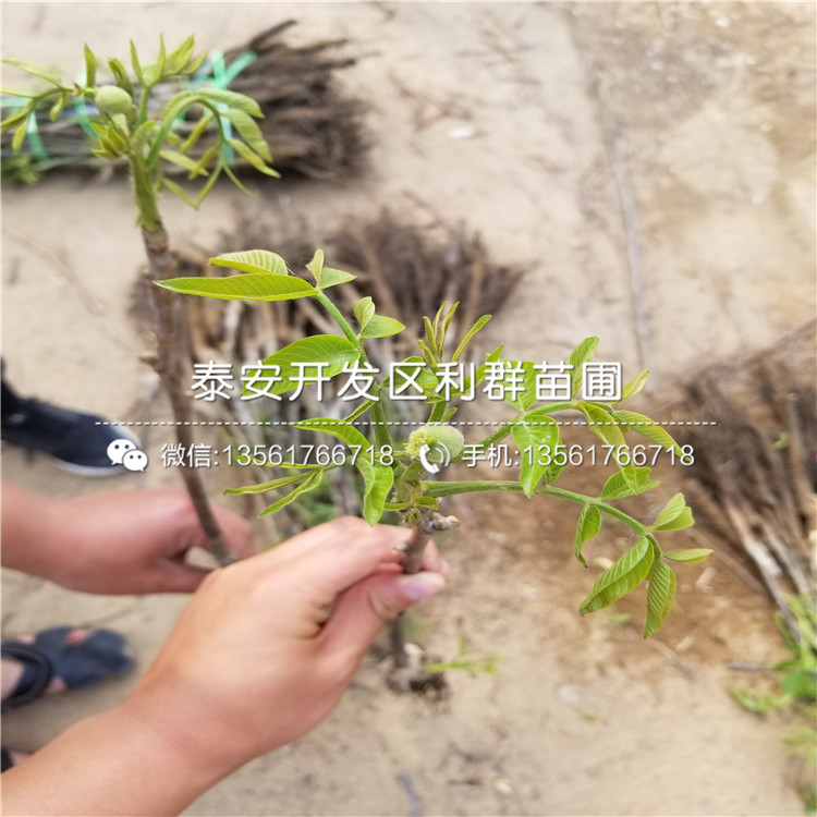 無核柿子苗基地報(bào)價(jià)