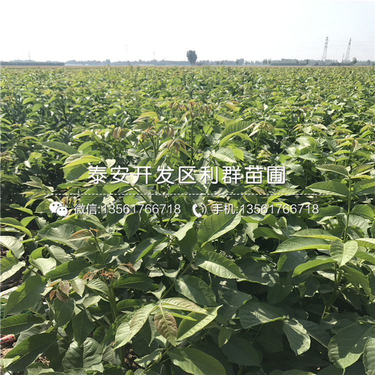 麻椒苗多少錢、2018年麻椒苗多少錢