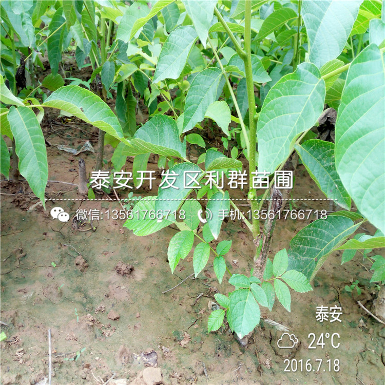核桃樹多少錢、2018年核桃樹多少錢