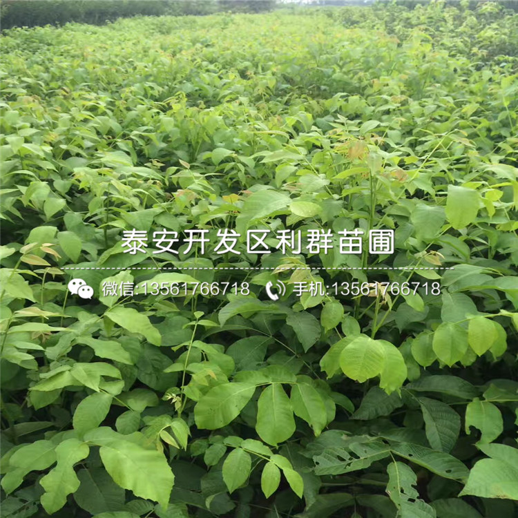 新品種核桃樹樹苗、新品種核桃樹樹苗出售價格是多少