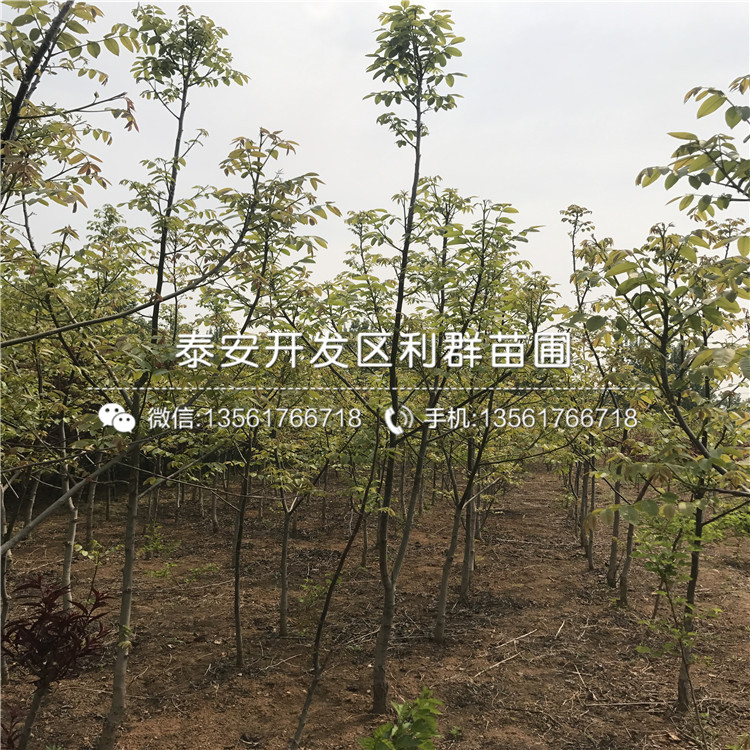 新品種核桃樹樹苗、核桃樹樹苗出售價格多少