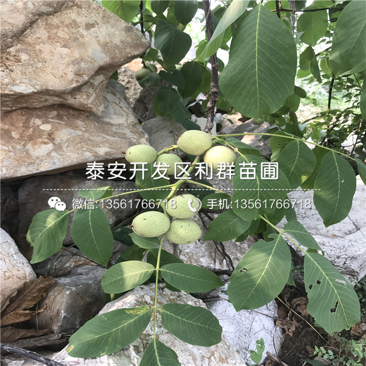 中熟无核柿子树苗多少钱一棵