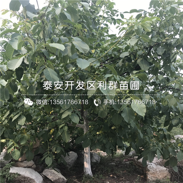 無核柿子苗基地、無核柿子苗出售價格是多少