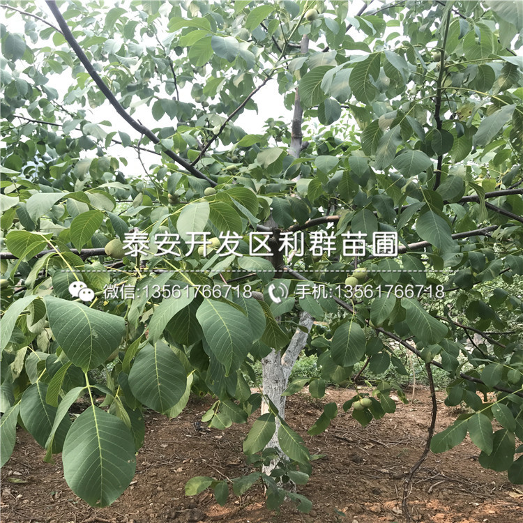 無核柿子苗、無核柿子苗批發(fā)基地