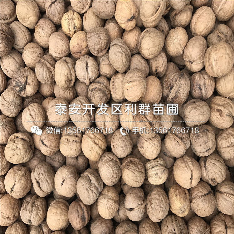 2018年無(wú)核柿子樹(shù)苗價(jià)格多少
