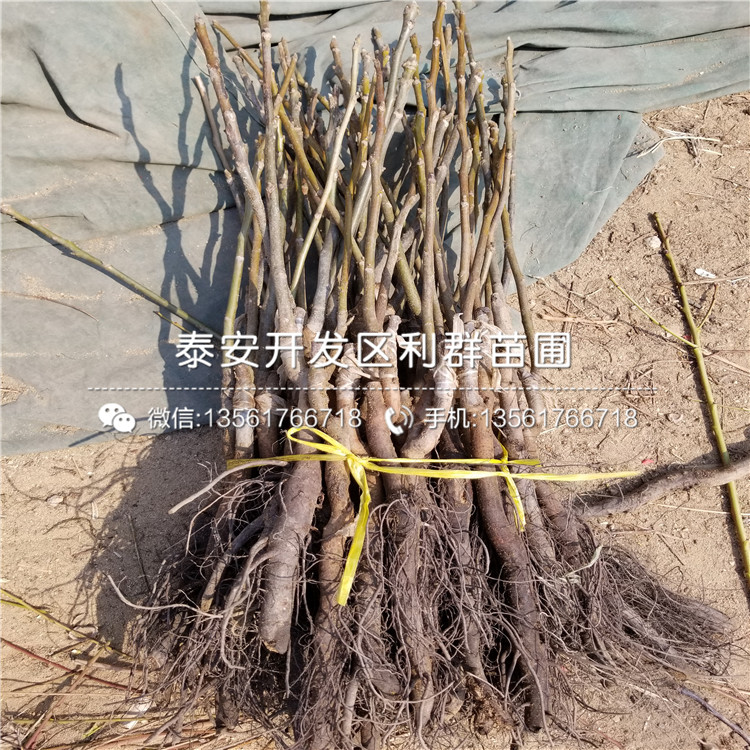 核桃樹多少錢、2018年核桃樹批發(fā)基地