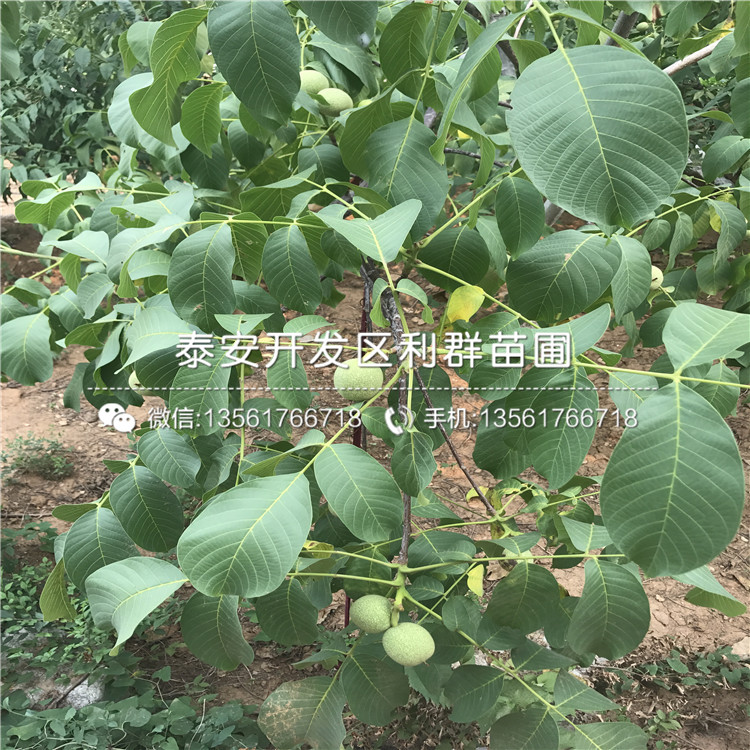 核桃樹批發(fā)、2018年核桃樹批發(fā)