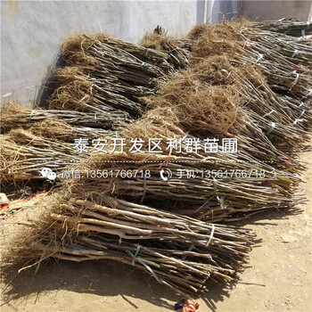 一棵無核火晶柿子樹苗多少錢