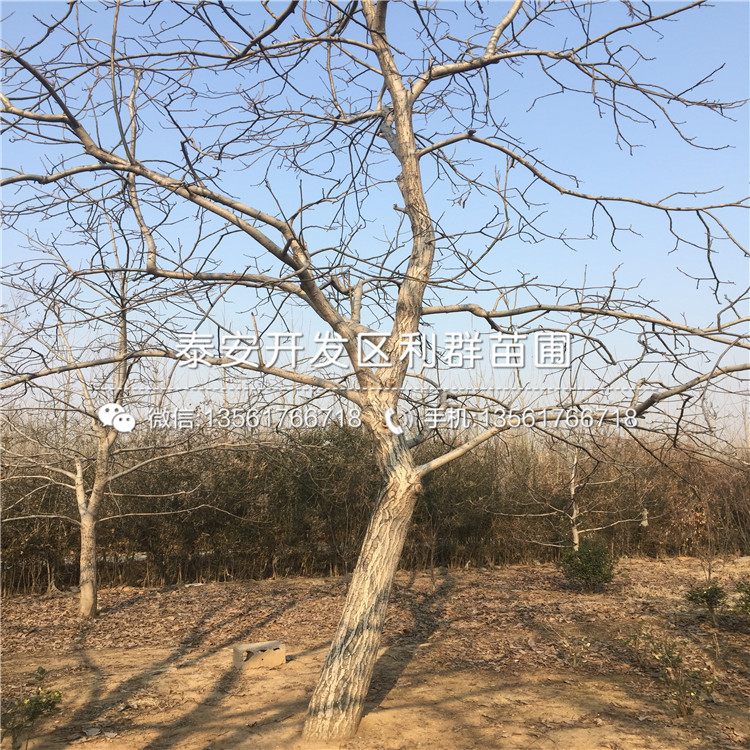 無核方柿子樹苗報(bào)價(jià)、無核方柿子樹苗報(bào)價(jià)是多少