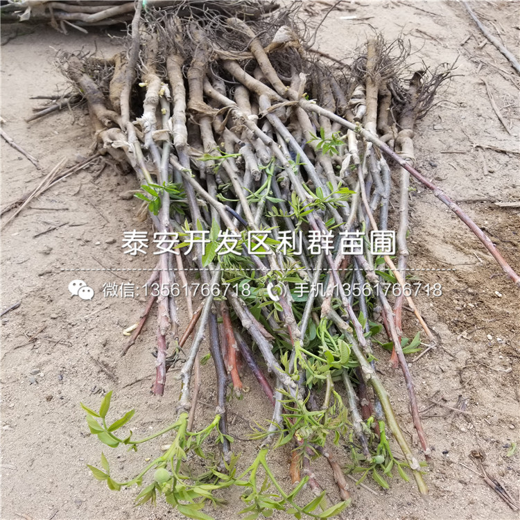 無(wú)核柿子樹(shù)苗基地、無(wú)核柿子樹(shù)苗出售價(jià)格