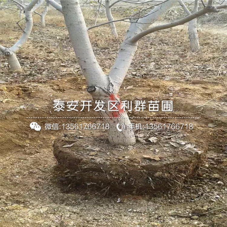 无核方柿子树苗批发、无核方柿子树苗批发基地