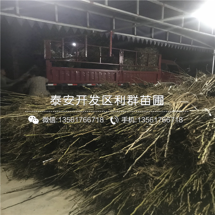 無核柿子苗價格、無核柿子苗出售基地
