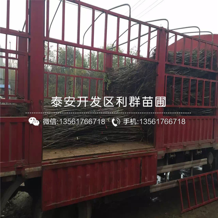 無核火晶柿子苗什么價格、附近哪里有無核火晶柿子苗出售