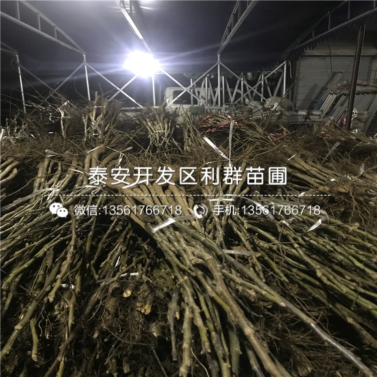 无核方柿子苗出售价格