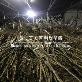 無(wú)核火晶柿子樹苗多少錢、2018年無(wú)核火晶柿子樹苗多少錢一棵