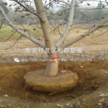 批发无核柿子树苗基地