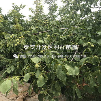 新品种无核火晶柿子树苗