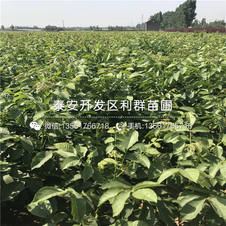 核桃樹樹苗、核桃樹樹苗出售價格