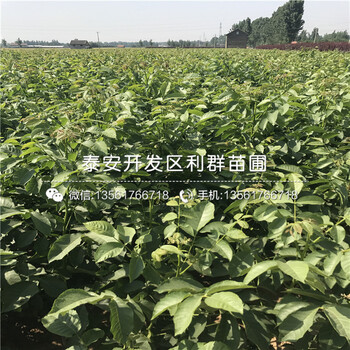 核桃樹出售廠家