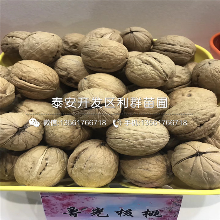 無(wú)核方柿子樹苗哪里出售