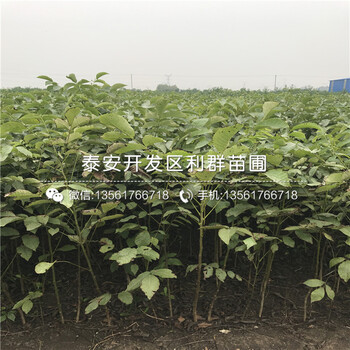 2018年核桃樹樹苗新品種