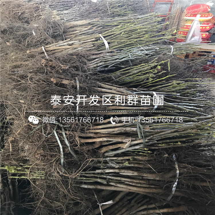 無(wú)核柿子樹(shù)苗基地、無(wú)核柿子樹(shù)苗出售價(jià)格
