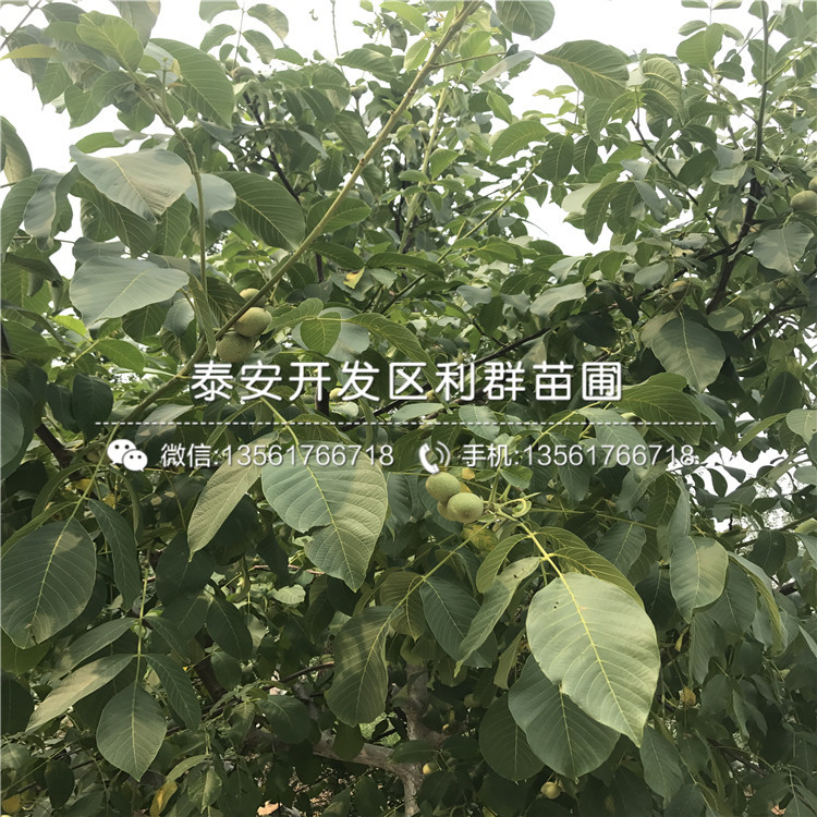 無核柿子苗價格、無核柿子苗出售基地
