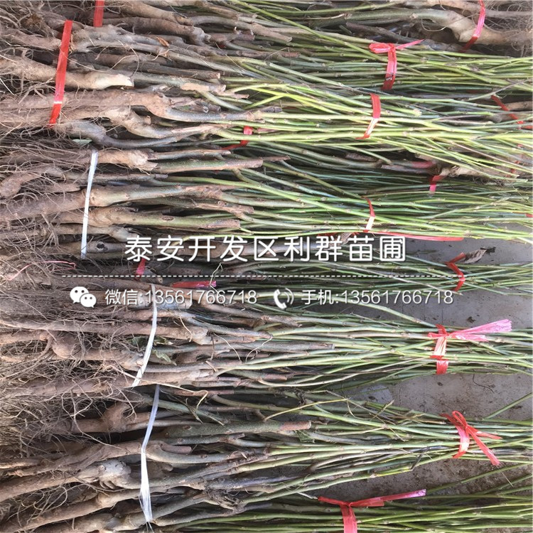 無核火晶柿子苗價格、無核火晶柿子苗報價