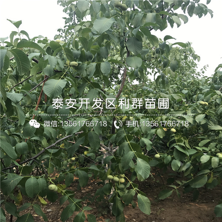 无核方柿子树苗价格出售