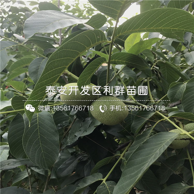 新品種核桃樹樹苗、新品種核桃樹樹苗出售價格是多少