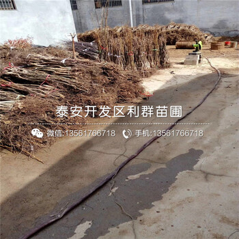 麻椒樹苗出售、麻椒樹苗出售價格