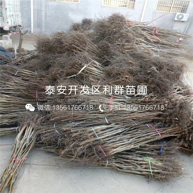 一根無核火晶柿子苗多少錢