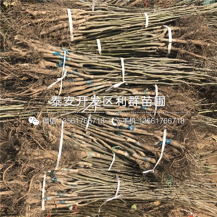 核桃樹(shù)樹(shù)苗出售價(jià)格、核桃樹(shù)樹(shù)苗多少錢一棵