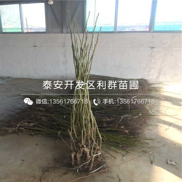 山東無核方柿子樹苗價格、山東無核方柿子樹苗批發(fā)
