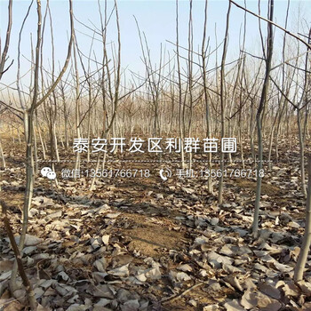 山東無核火晶柿子樹苗、無核火晶柿子樹苗出售基地
