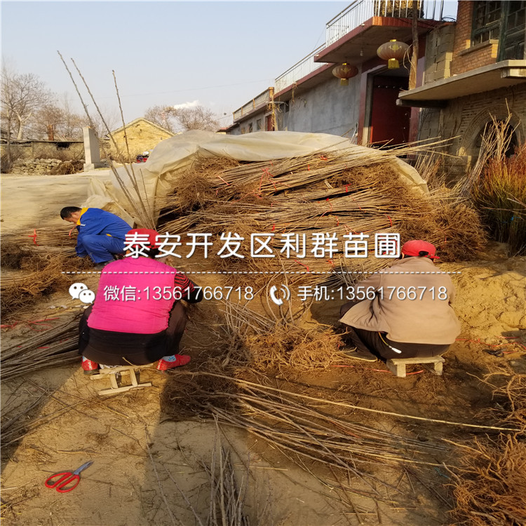 矮化櫻桃樹(shù)樹(shù)苗、矮化櫻桃樹(shù)樹(shù)苗出售基地