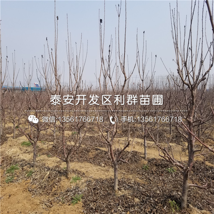 2018年櫻桃樹樹苗批發(fā)