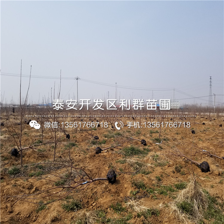 櫻桃樹樹苗價(jià)格