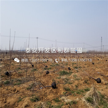 櫻桃樹(shù)樹(shù)苗、櫻桃樹(shù)樹(shù)苗批發(fā)價(jià)格多少