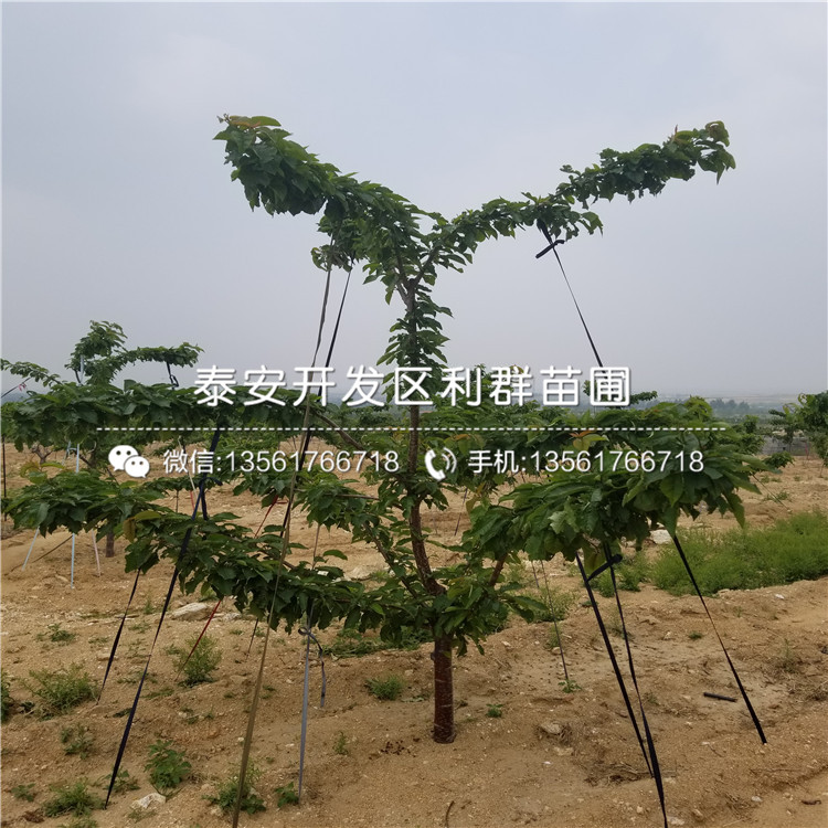 新品種櫻桃樹(shù)樹(shù)苗、櫻桃樹(shù)樹(shù)苗出售價(jià)格是多少
