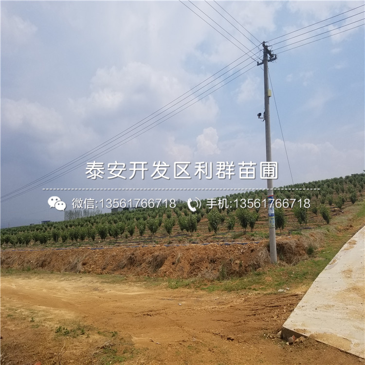 山東櫻桃樹樹苗價格是多少