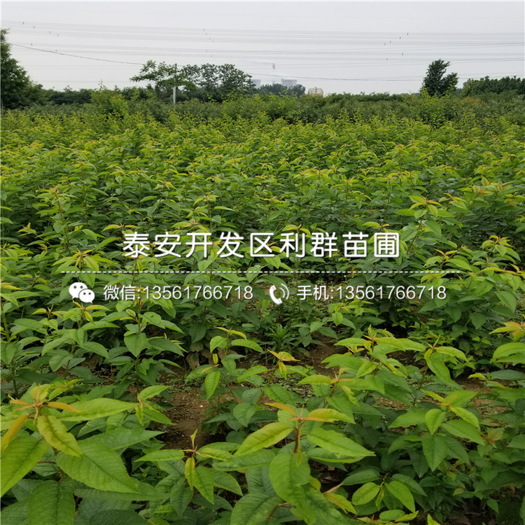 供應(yīng)3公分車?yán)遄訕涿缍嗌馘X一棵