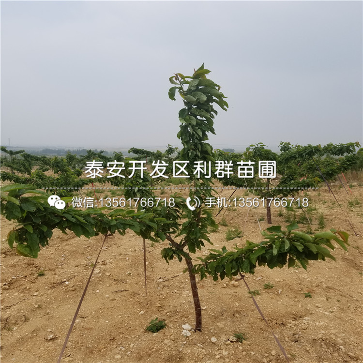 山東矮化櫻桃樹樹苗、矮化櫻桃樹樹苗價(jià)格及報(bào)價(jià)