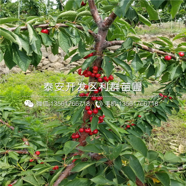 4公分車(chē)厘子樹(shù)苗批發(fā)基地