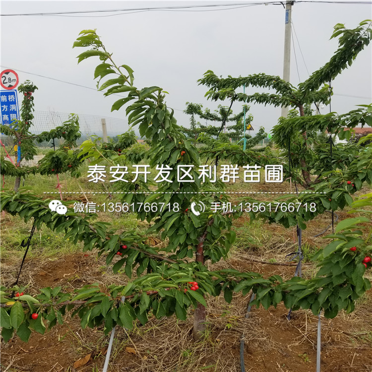 櫻桃樹樹苗出售、櫻桃樹樹苗價(jià)格多少