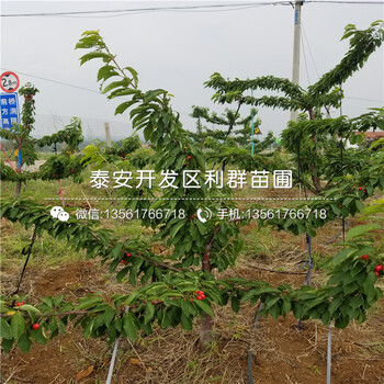 山東櫻桃樹樹苗、山東櫻桃樹樹苗出售價(jià)格是多少
