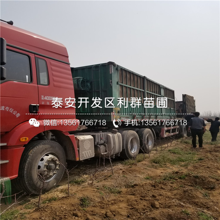 4公分車?yán)遄訕涿鐑r(jià)格是多少