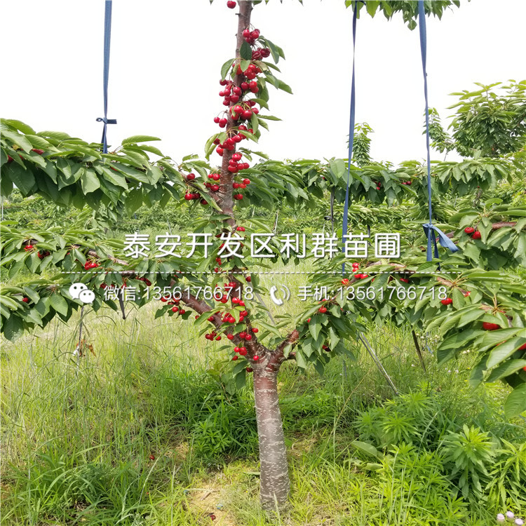 2018年櫻桃樹樹苗批發(fā)