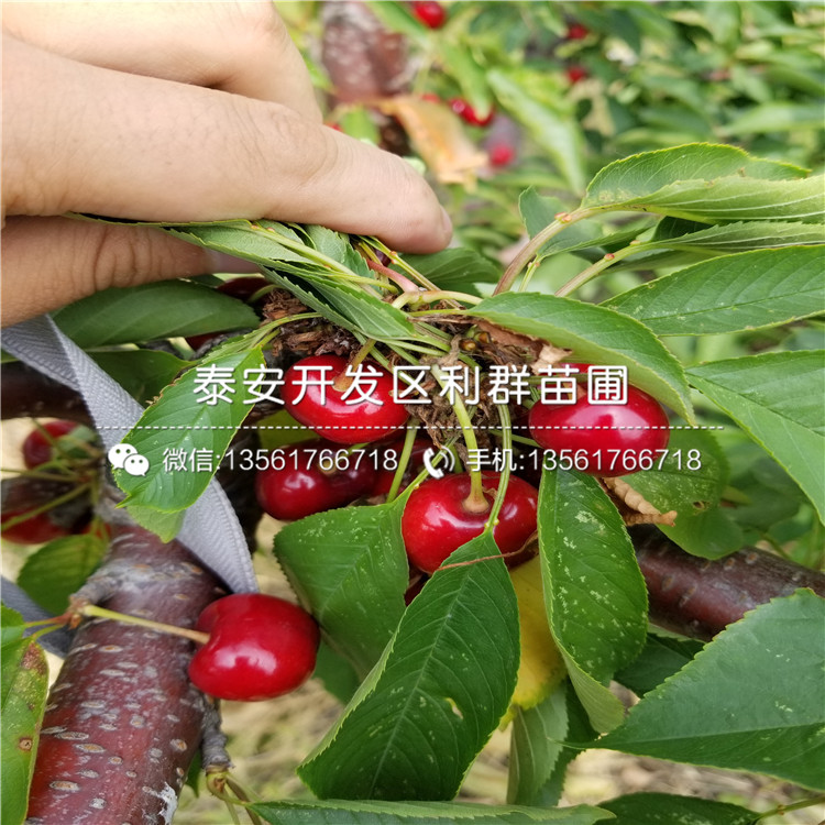 山東櫻桃樹樹苗、櫻桃樹樹苗價格